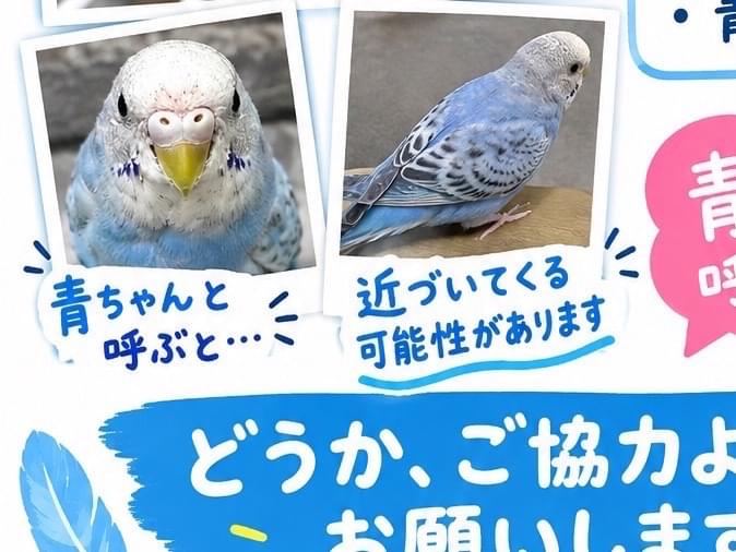 あおちゃん あおちゃん