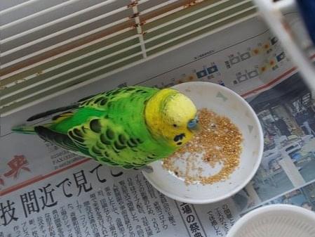 保護された鳥 保護された鳥