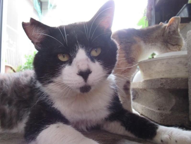 目撃された猫 目撃された猫