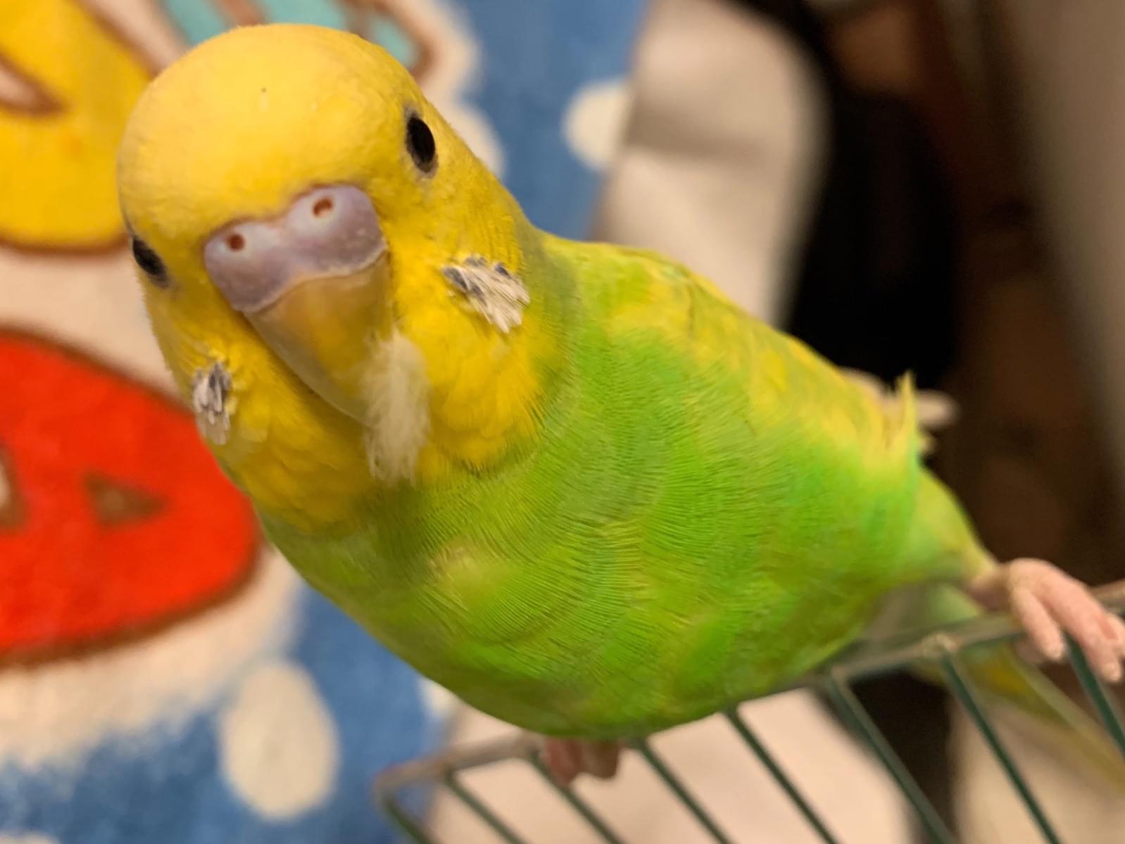 クウちゃん クウちゃん