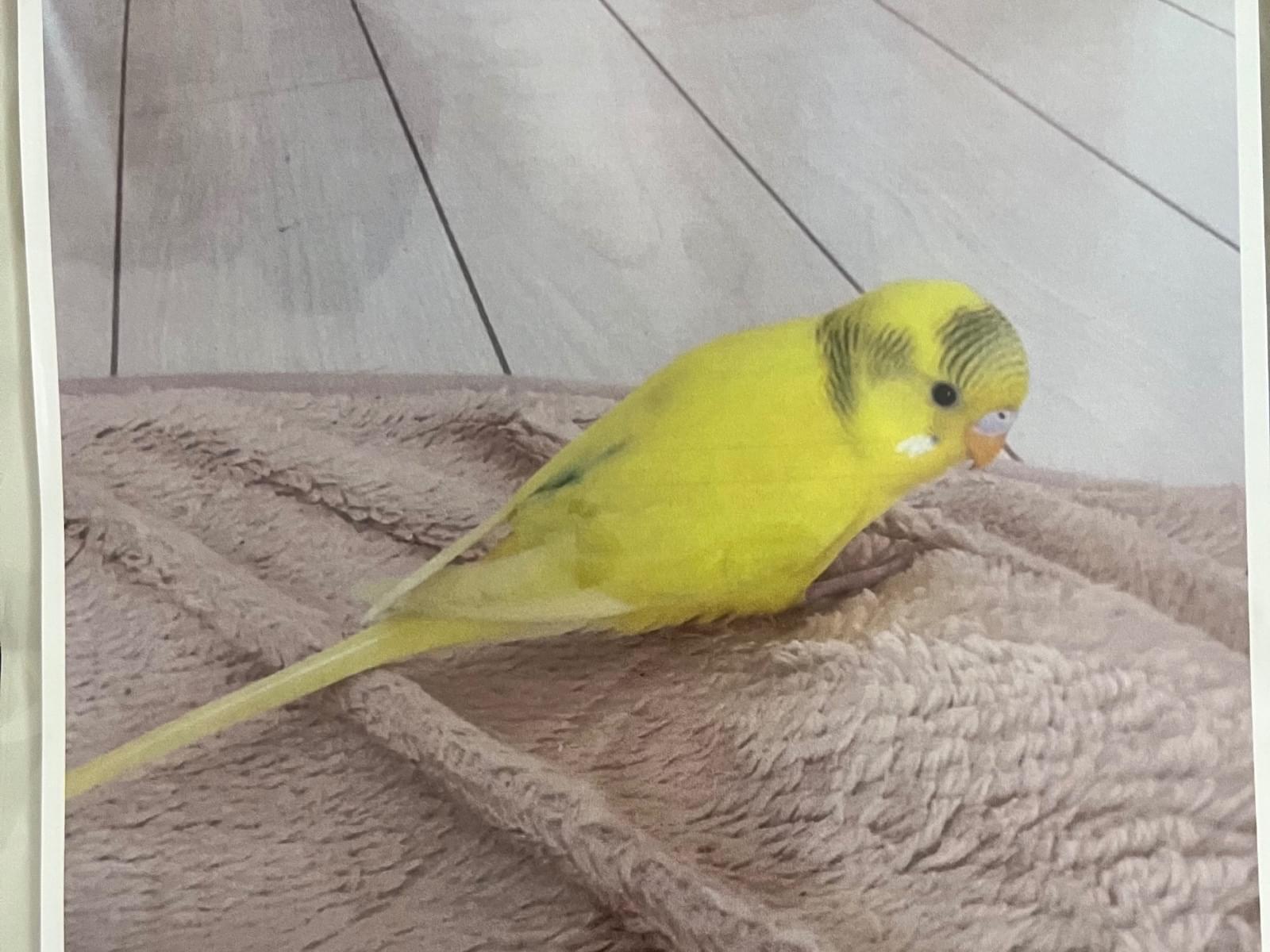 保護された鳥