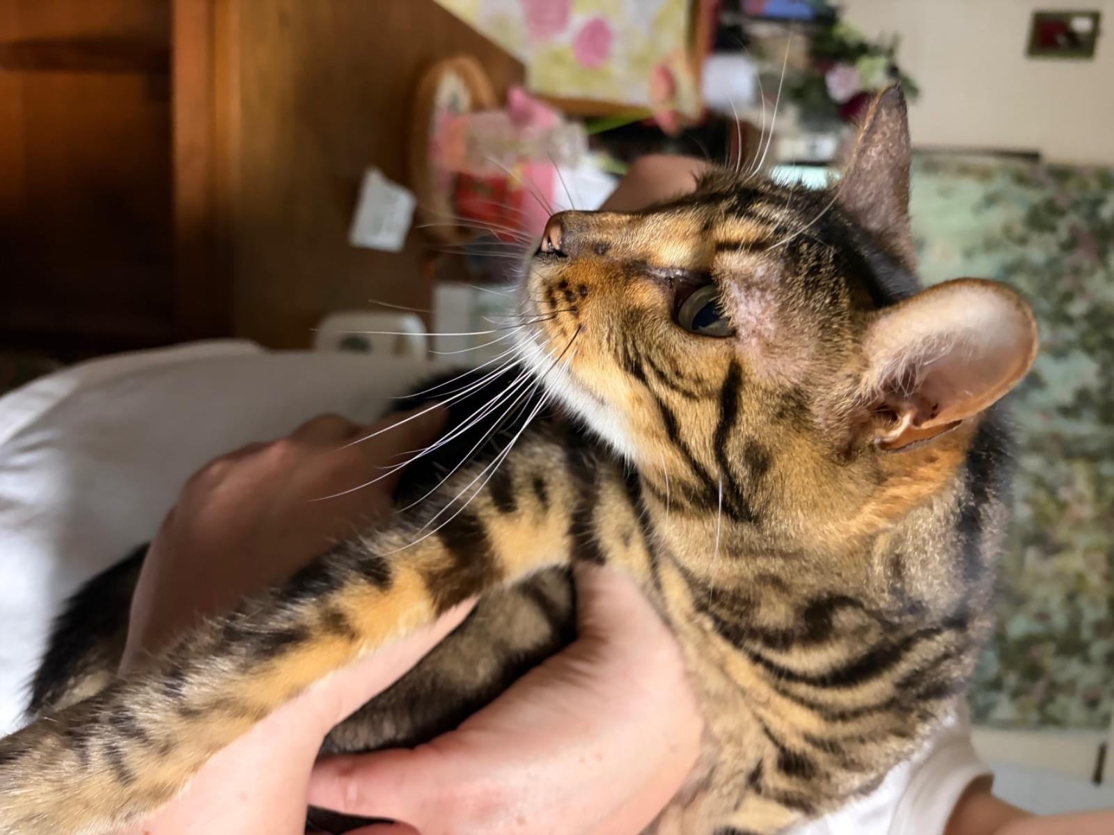 保護された猫