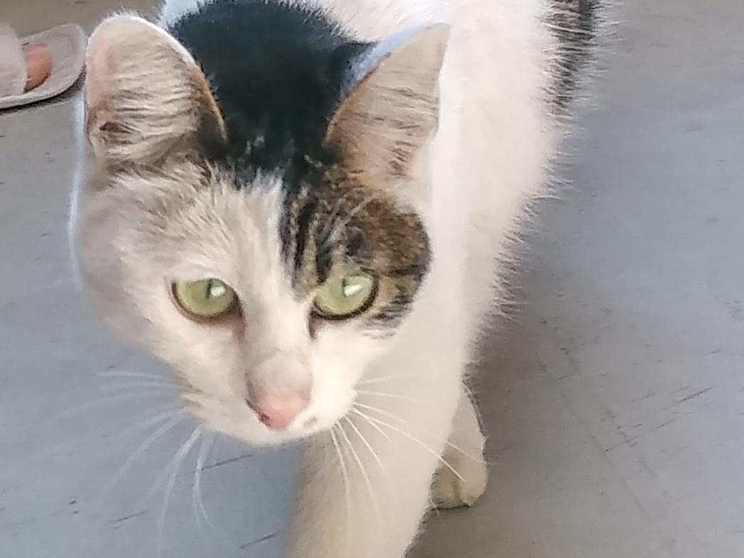 保護された猫 保護された猫