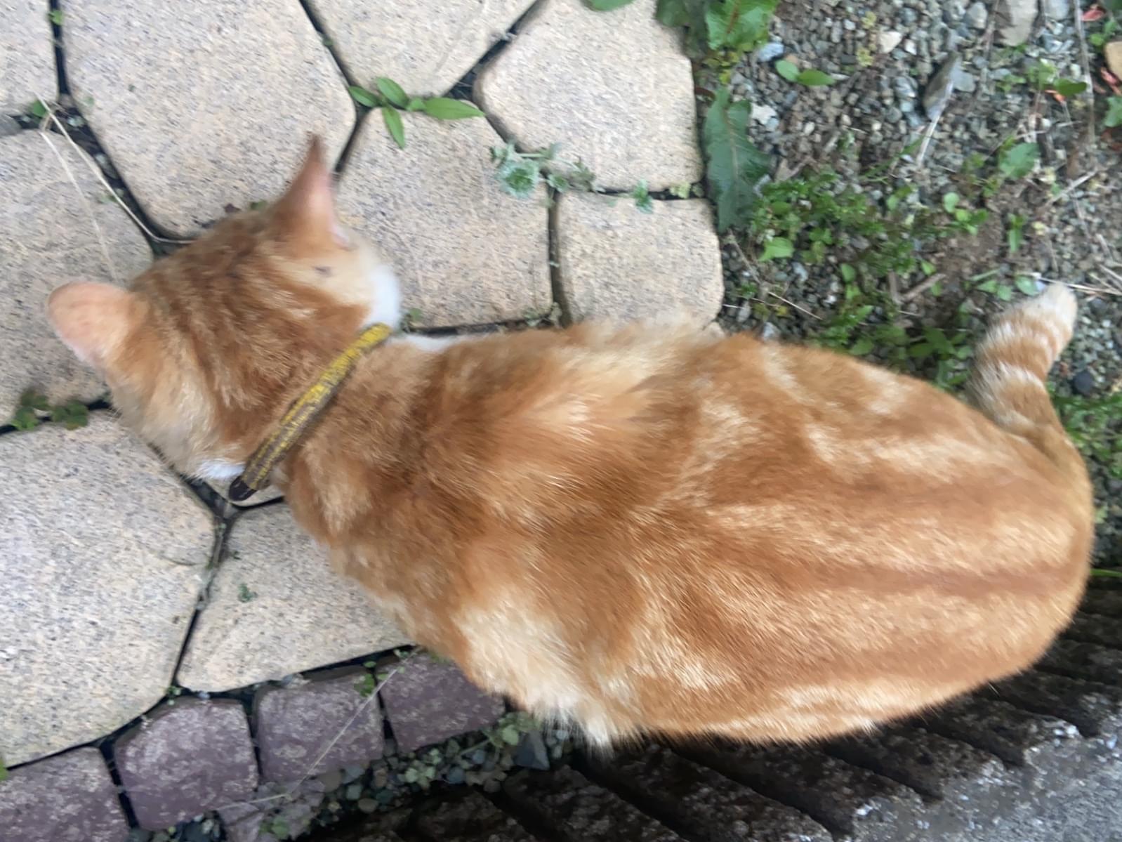 目撃された猫 目撃された猫