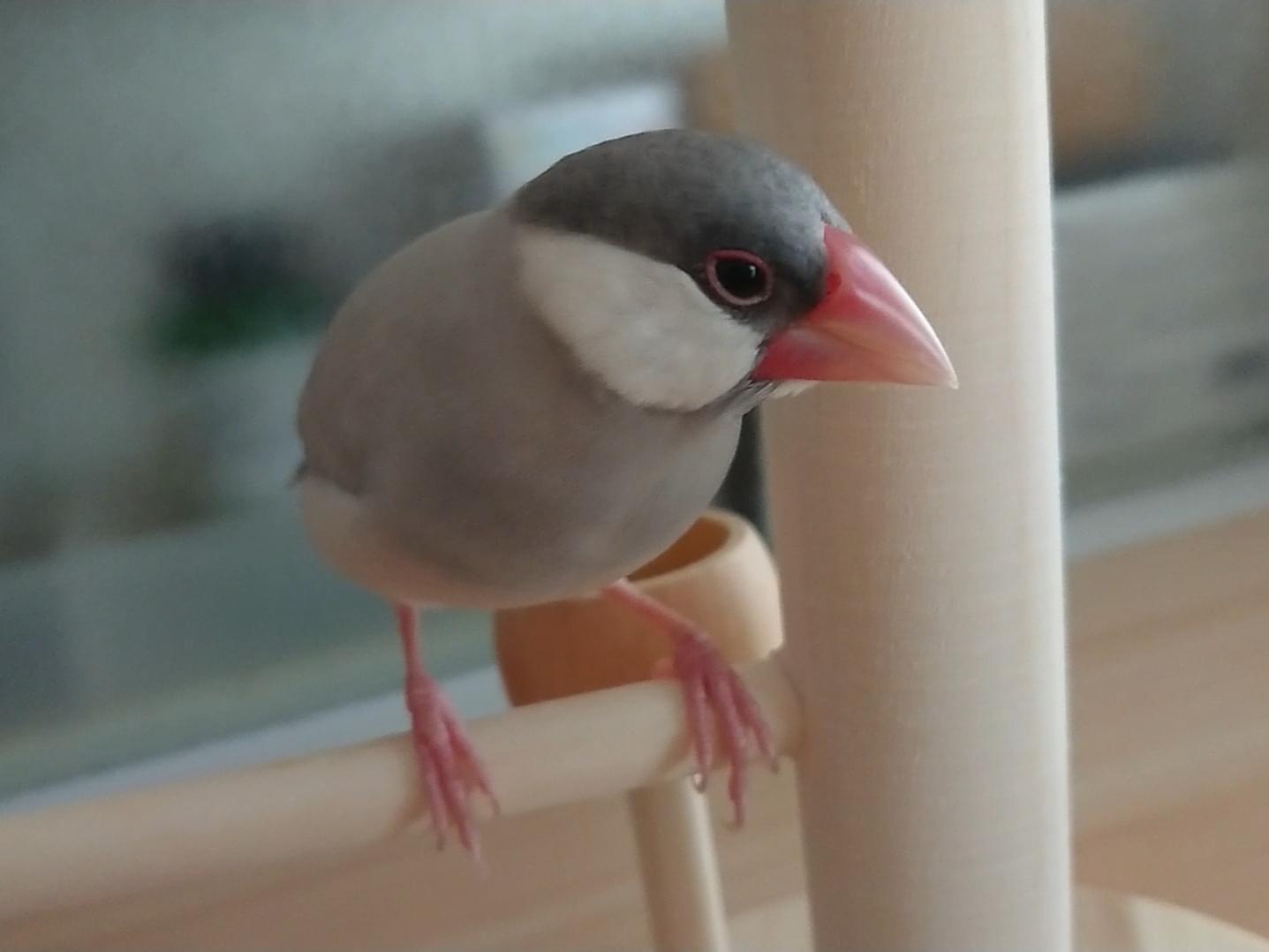 きなりちゃん きなりちゃん