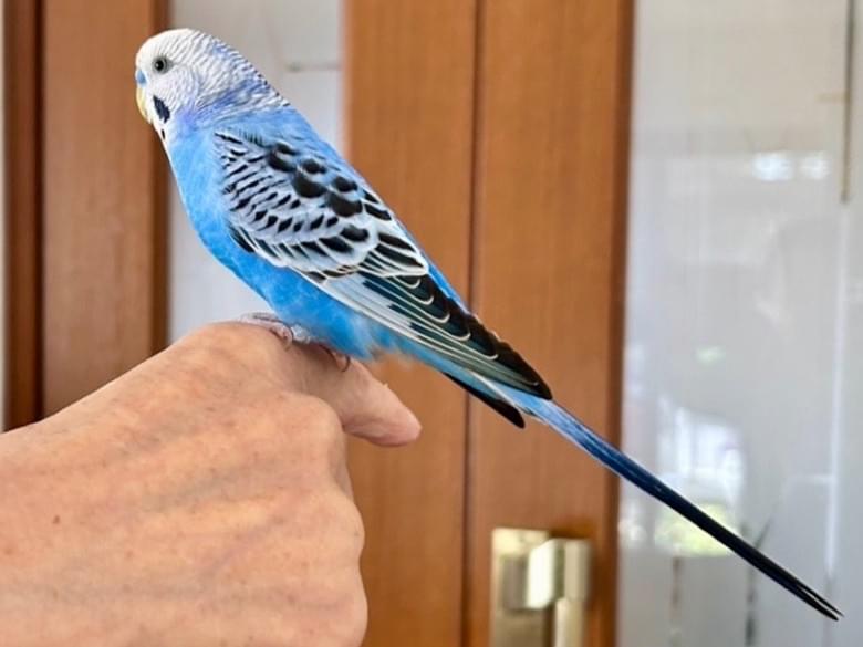 保護された鳥 保護された鳥