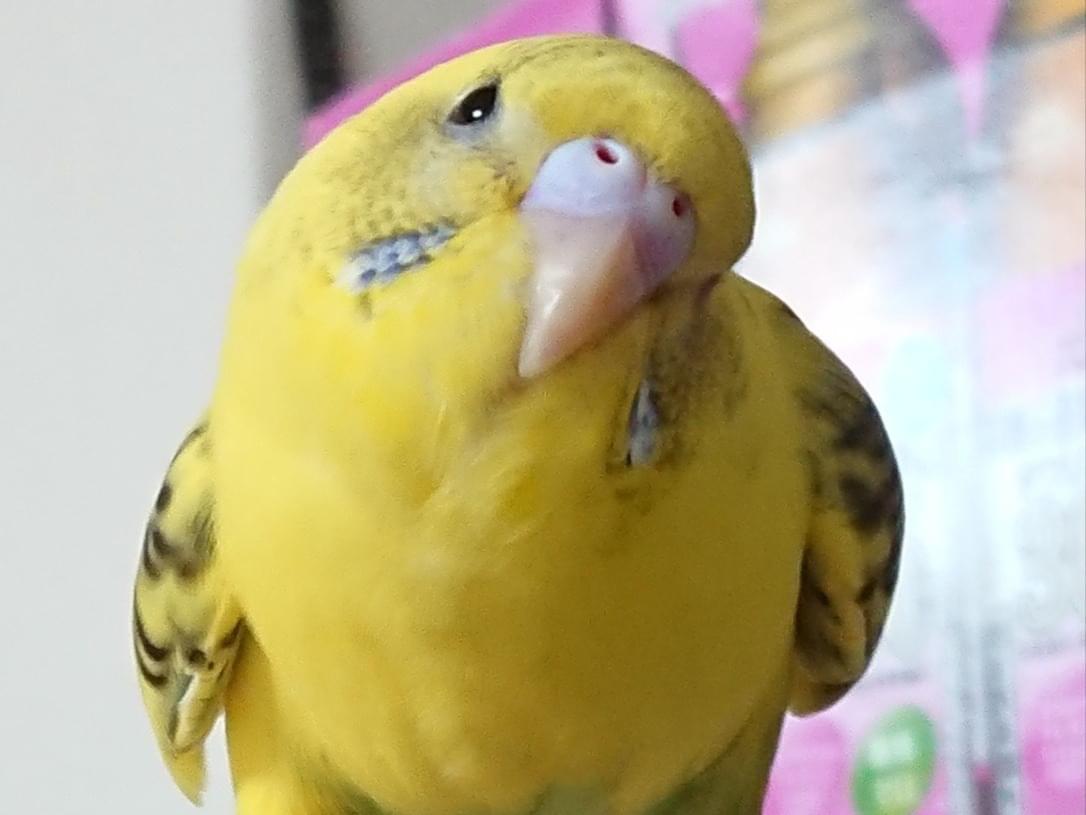 ポポちゃん ポポちゃん