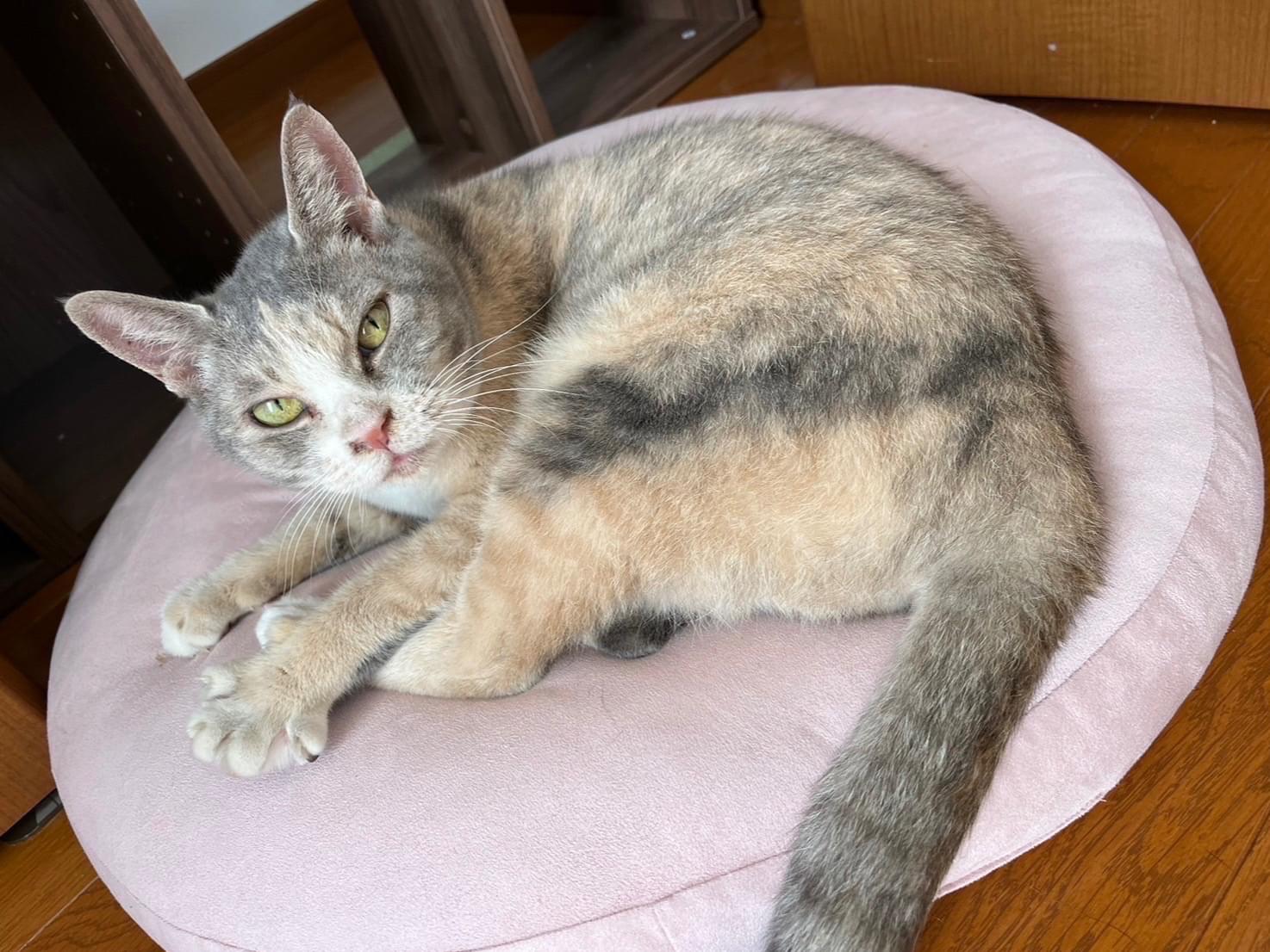 保護された猫 保護された猫