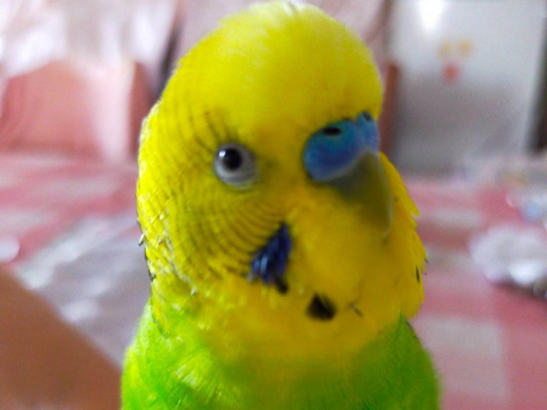 ぴーすけちゃん ぴーすけちゃん