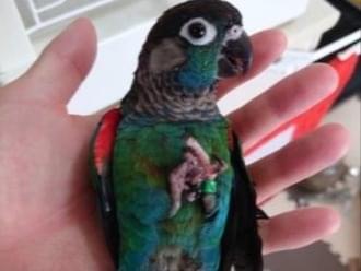ぱぴこちゃん ぱぴこちゃん
