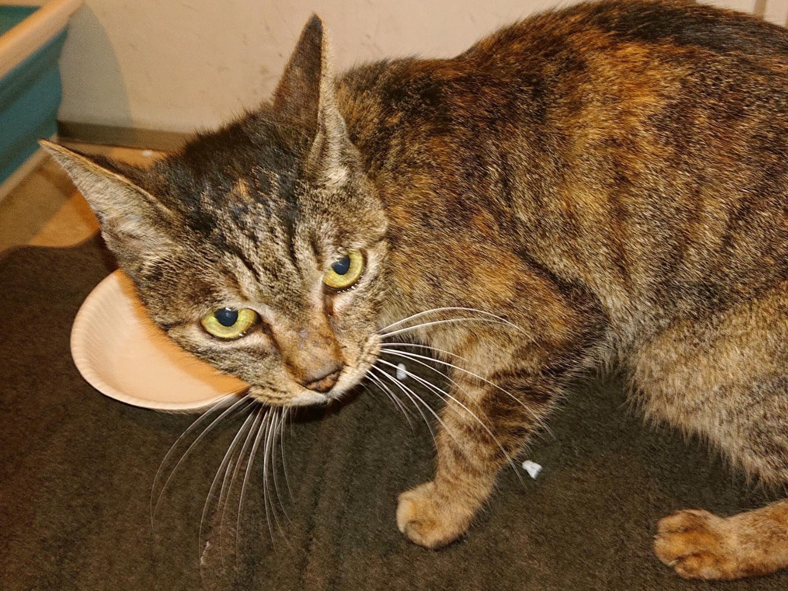 保護された猫 保護された猫