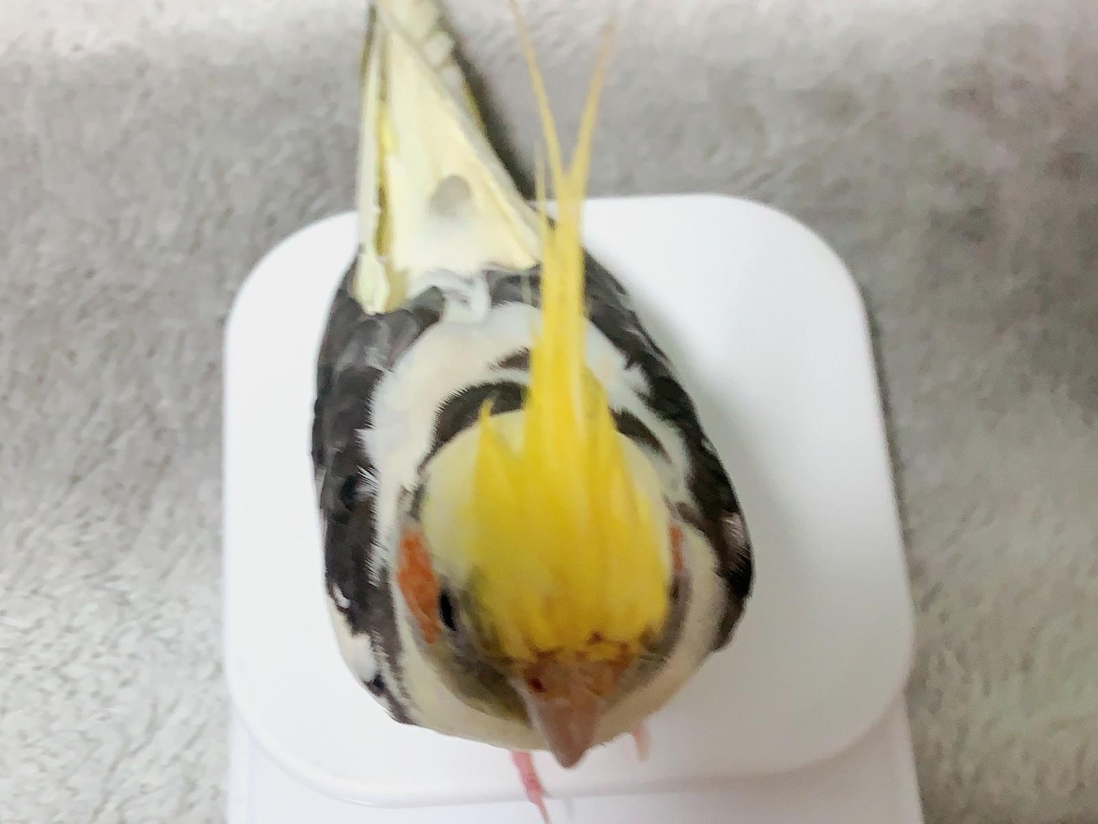 ピカチュウちゃん ピカチュウちゃん