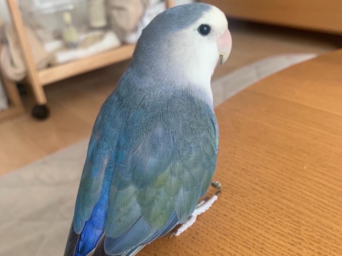 あおちゃん あおちゃん