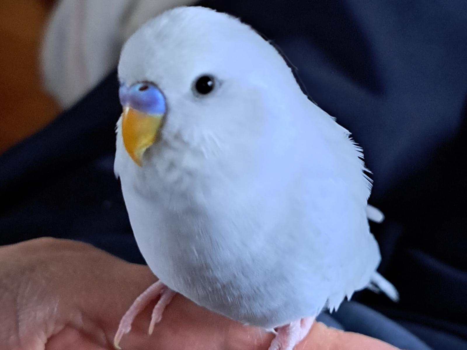 福ちゃん 福ちゃん