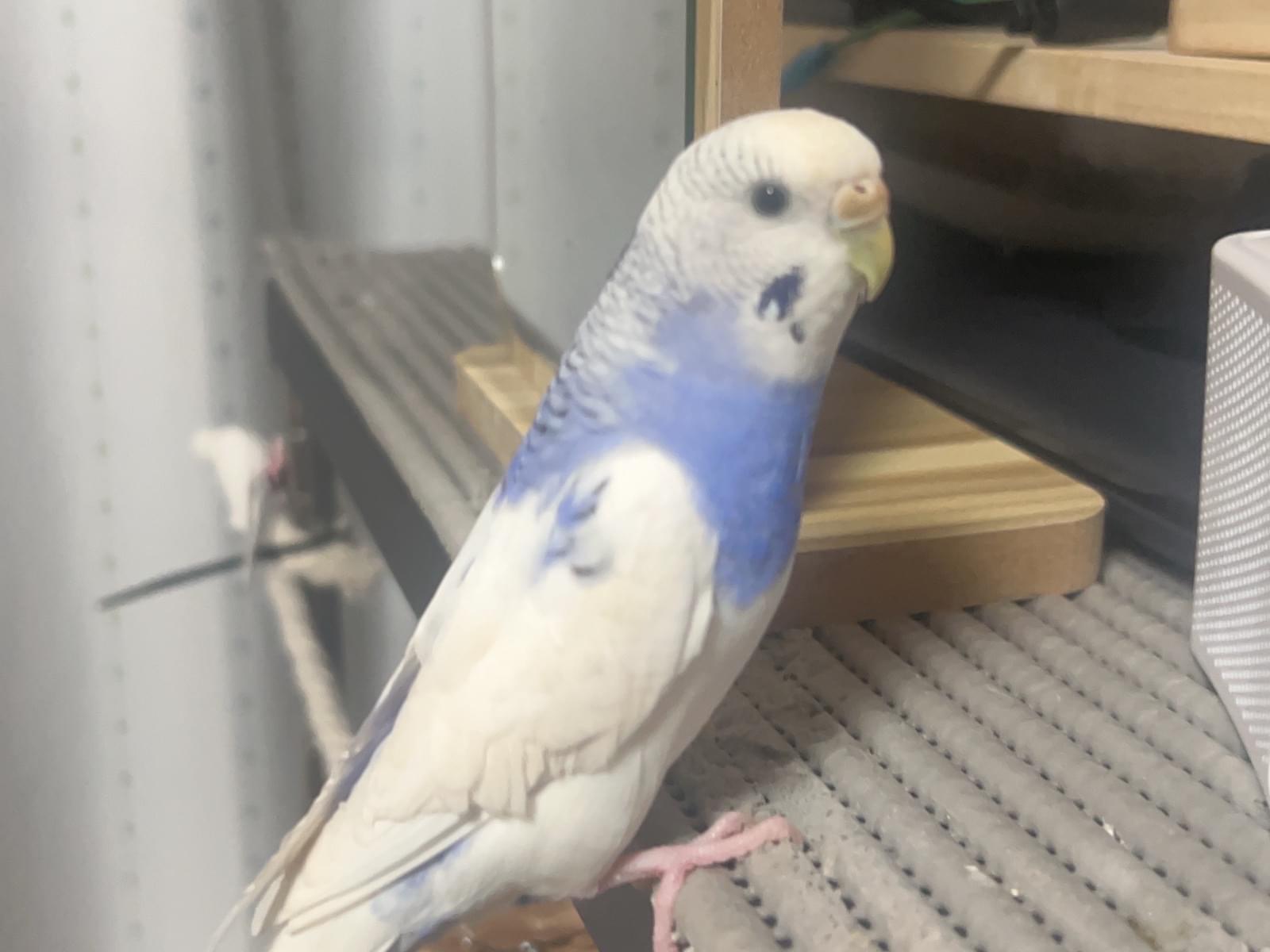 そらまめちゃん そらまめちゃん