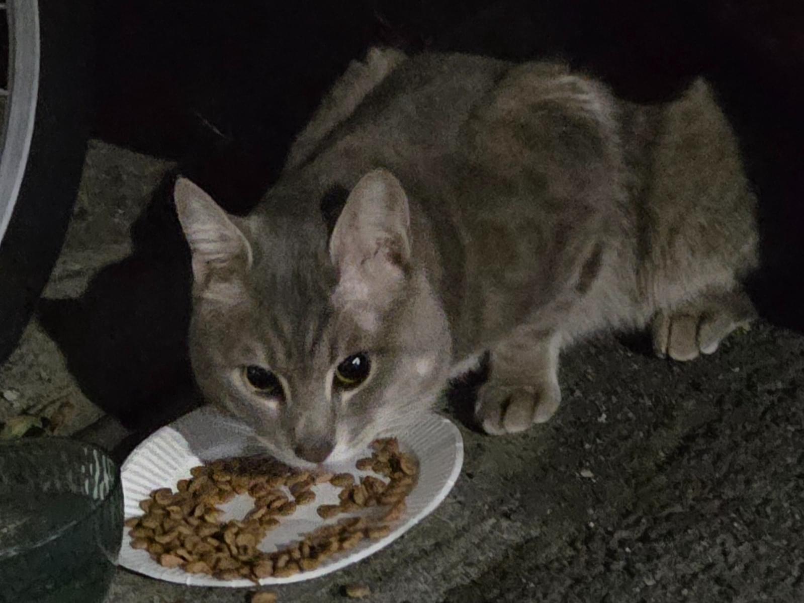 目撃された猫 目撃された猫