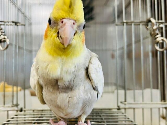 オカメインコを探しています。 ひたちなか市 #オカメインコ迷子鳥