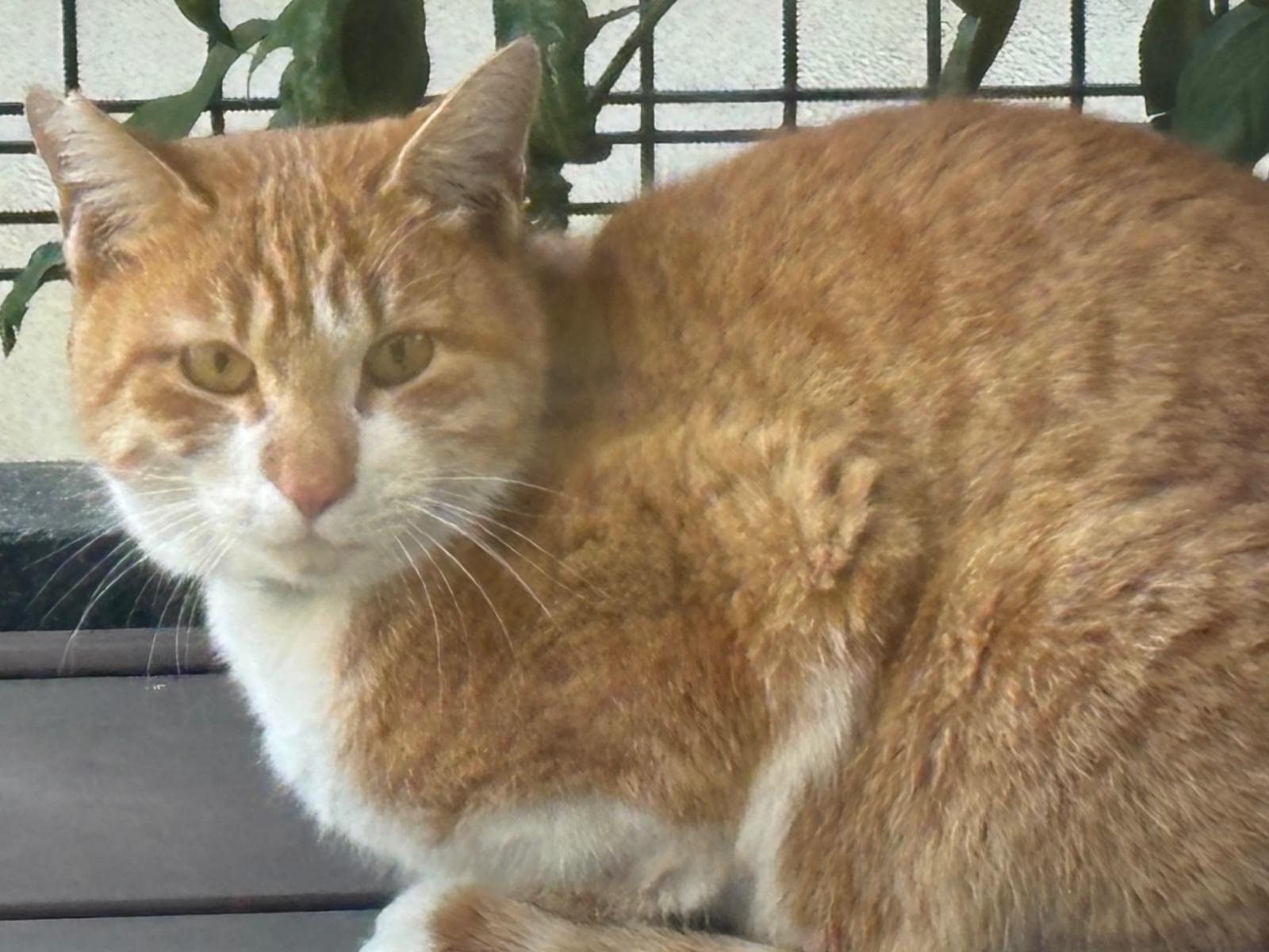 目撃された猫 目撃された猫