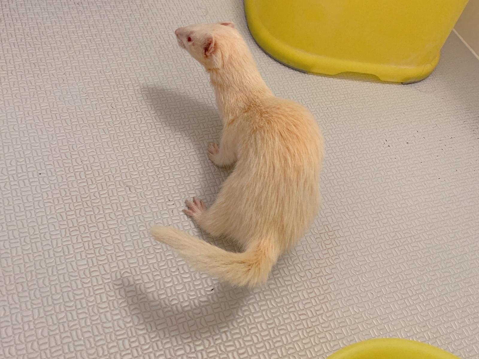 からあげちゃん からあげちゃん
