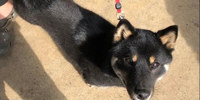 小柄で顔まで黒い黒柴犬を探してます