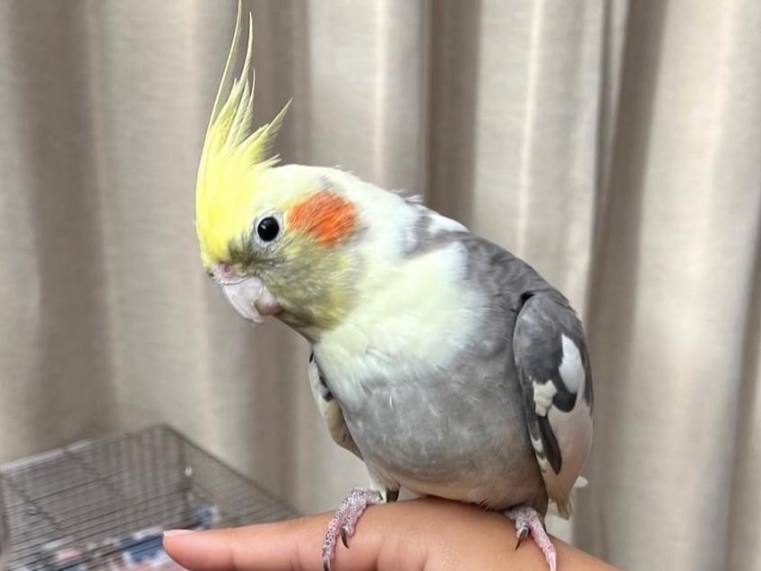 レモンちゃん レモンちゃん