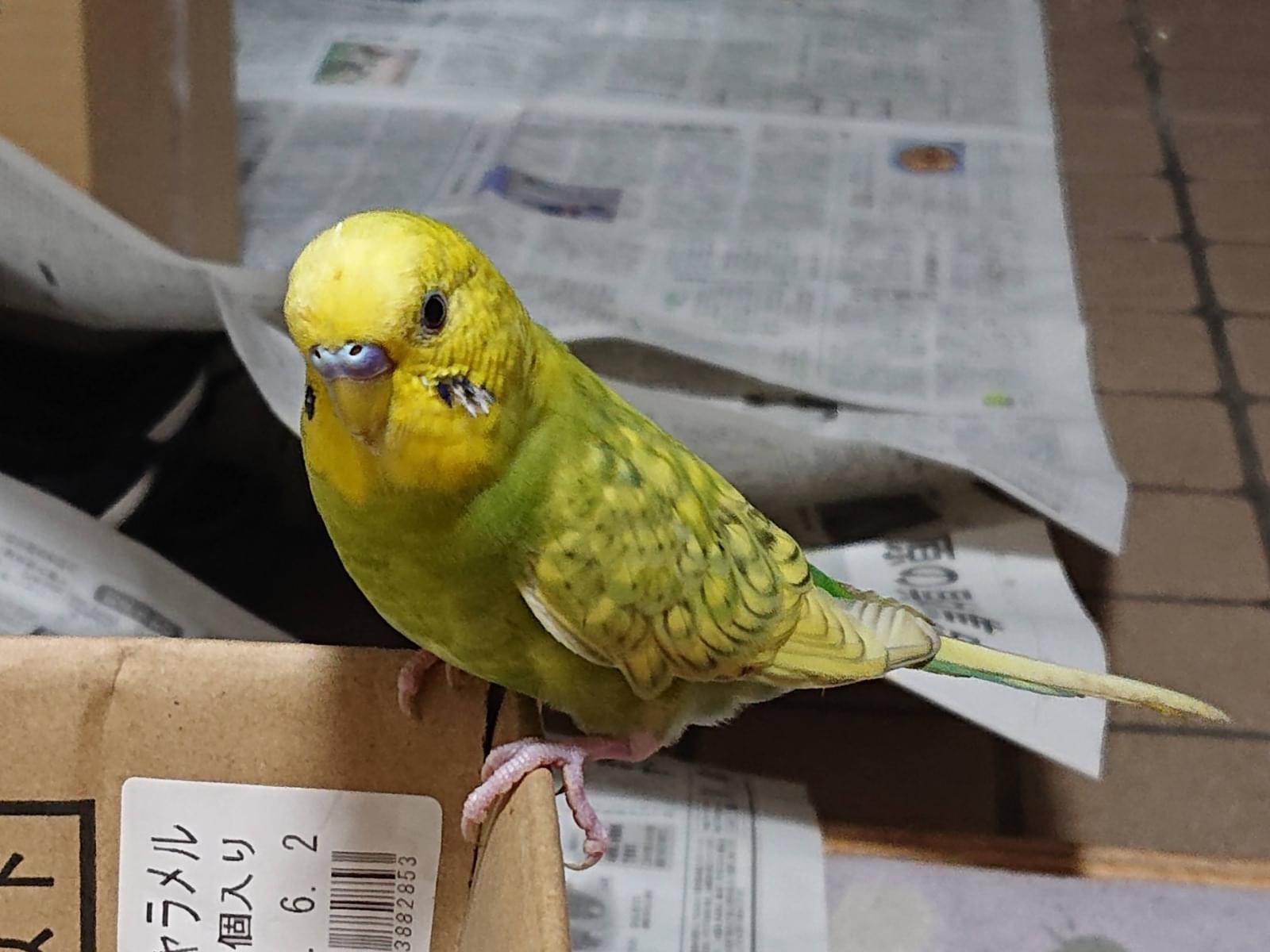 ナナちゃん