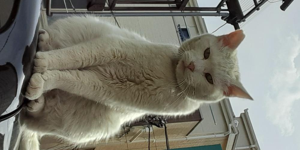 首輪をしてると思われる、白猫を探しています。