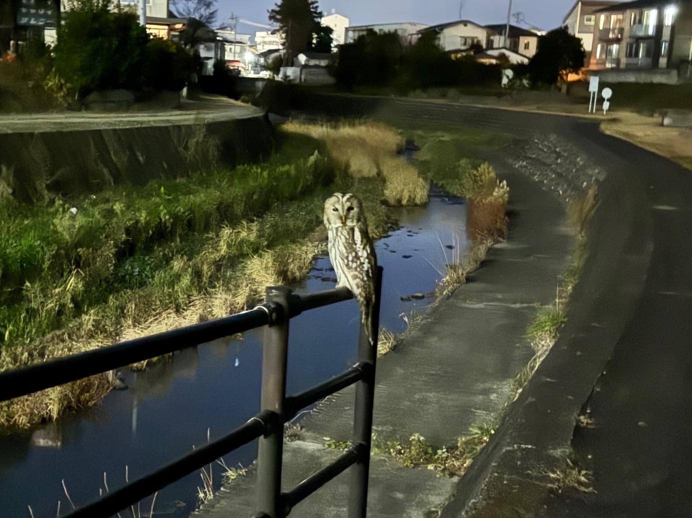 目撃された鳥 目撃された鳥