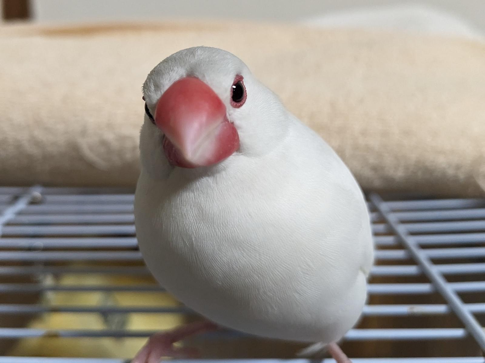 ハクちゃん ハクちゃん