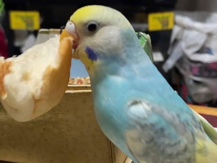 ぴぃちゃん ぴぃちゃん