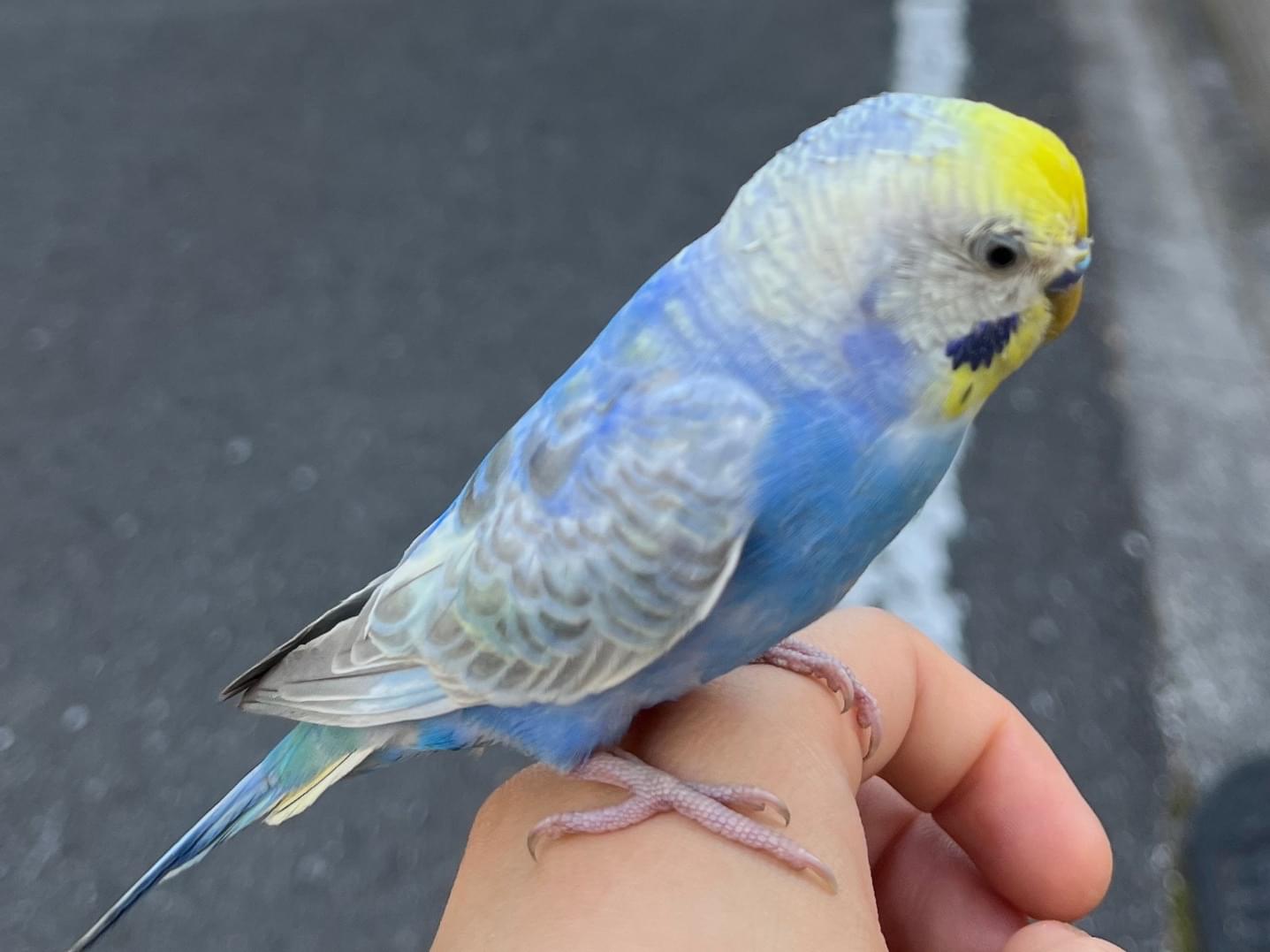 保護された鳥 保護された鳥