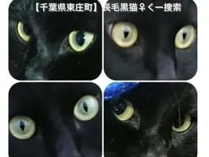 特徴的な鍵しっぽ。長毛の黒猫メスを探しています!【千葉県香取郡東庄町】