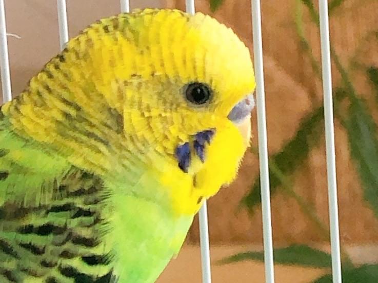 保護された鳥 保護された鳥