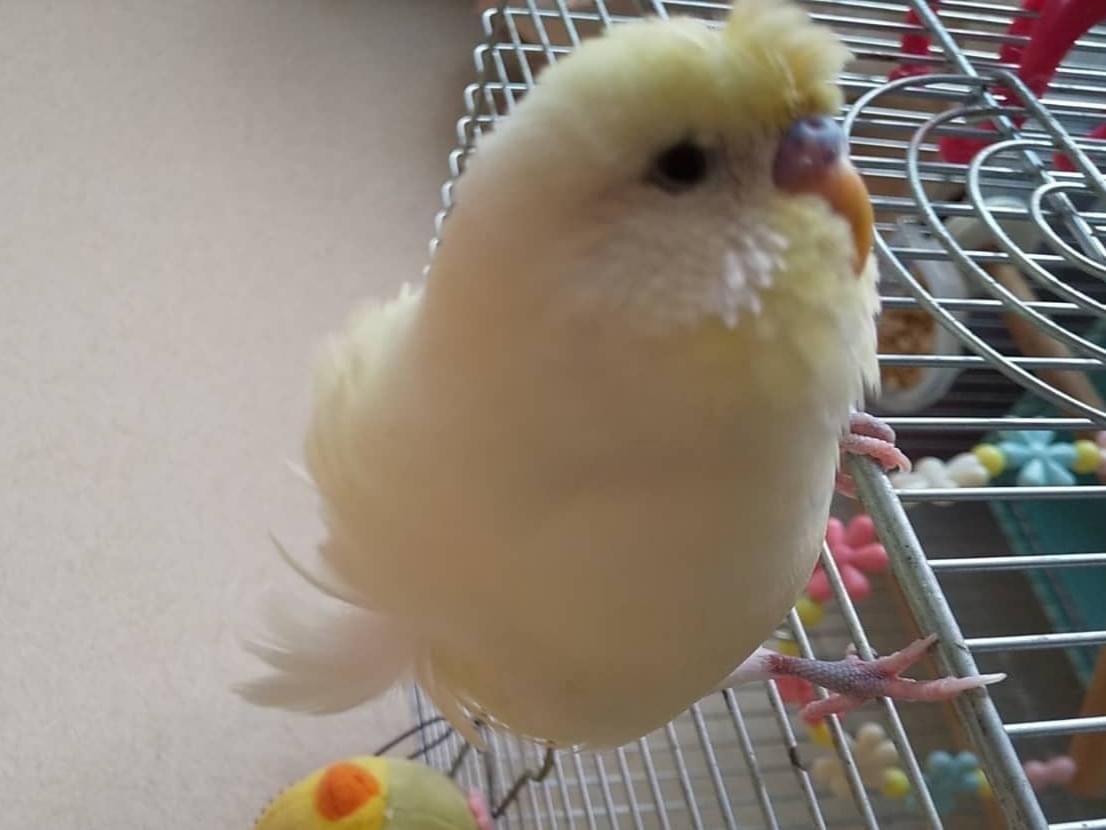 あおちゃん あおちゃん