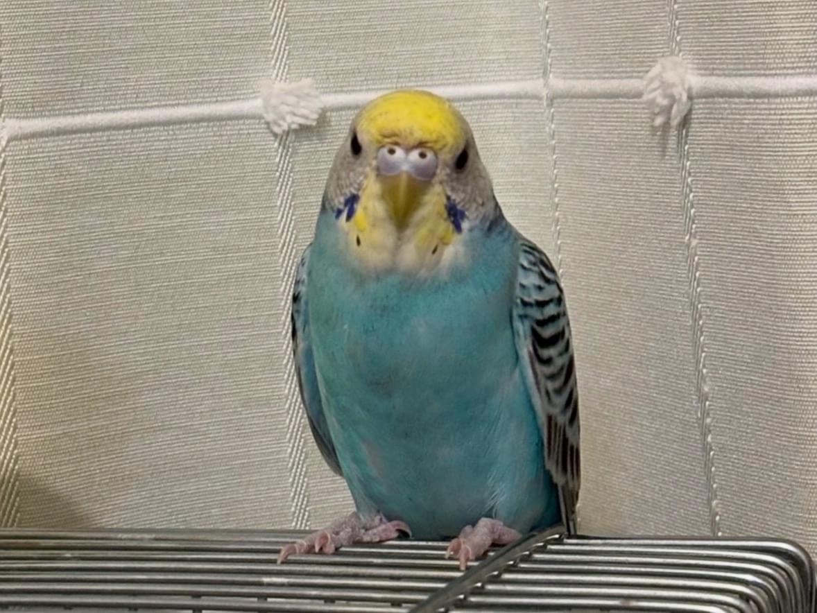 ピー太郎ちゃん