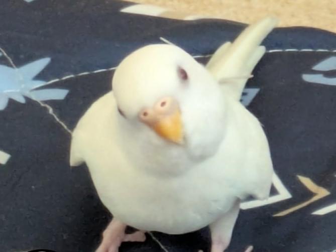 むくちゃん むくちゃん