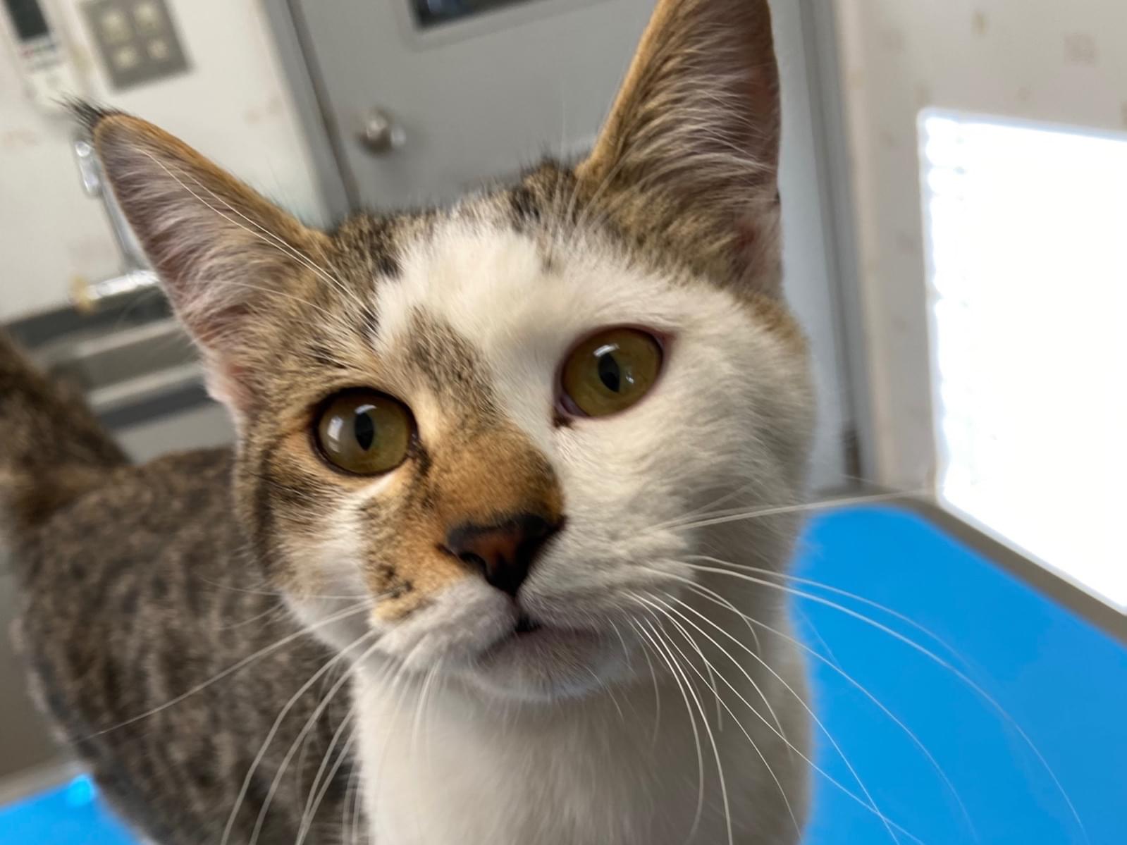保護された猫 保護された猫