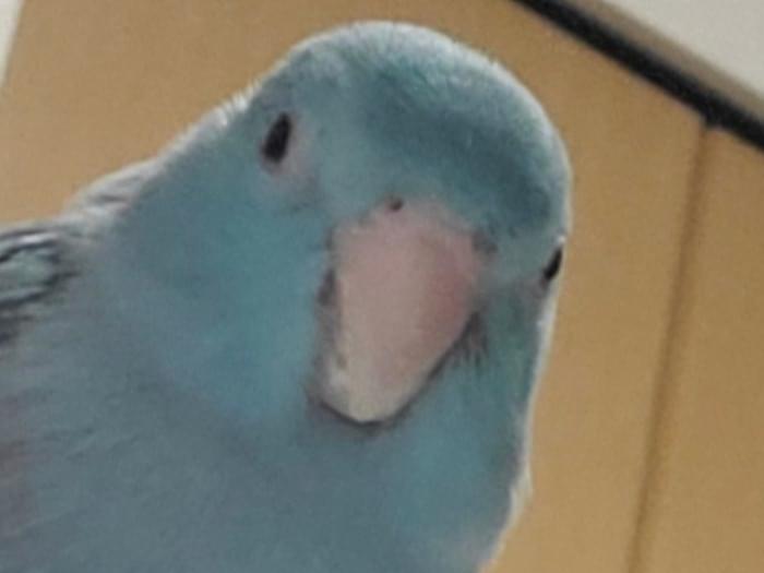 ふくちゃん ふくちゃん