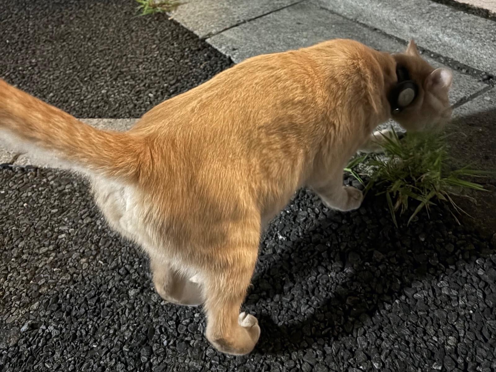 目撃された猫 目撃された猫
