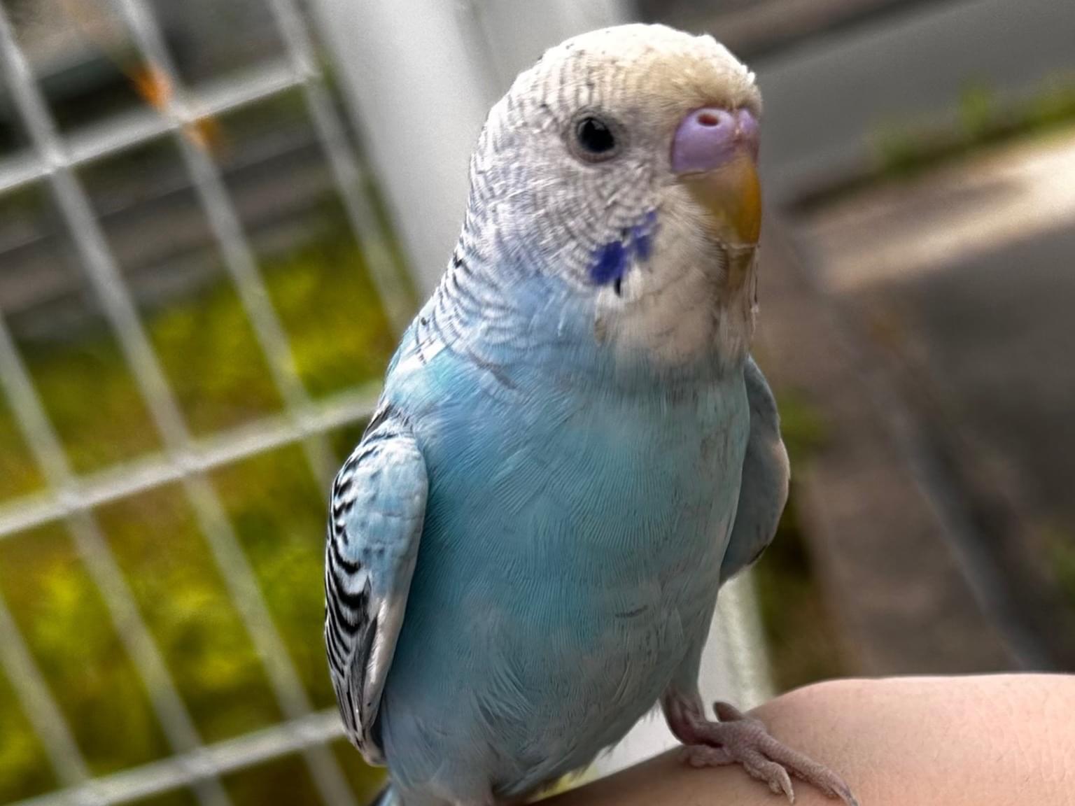 保護された鳥 保護された鳥