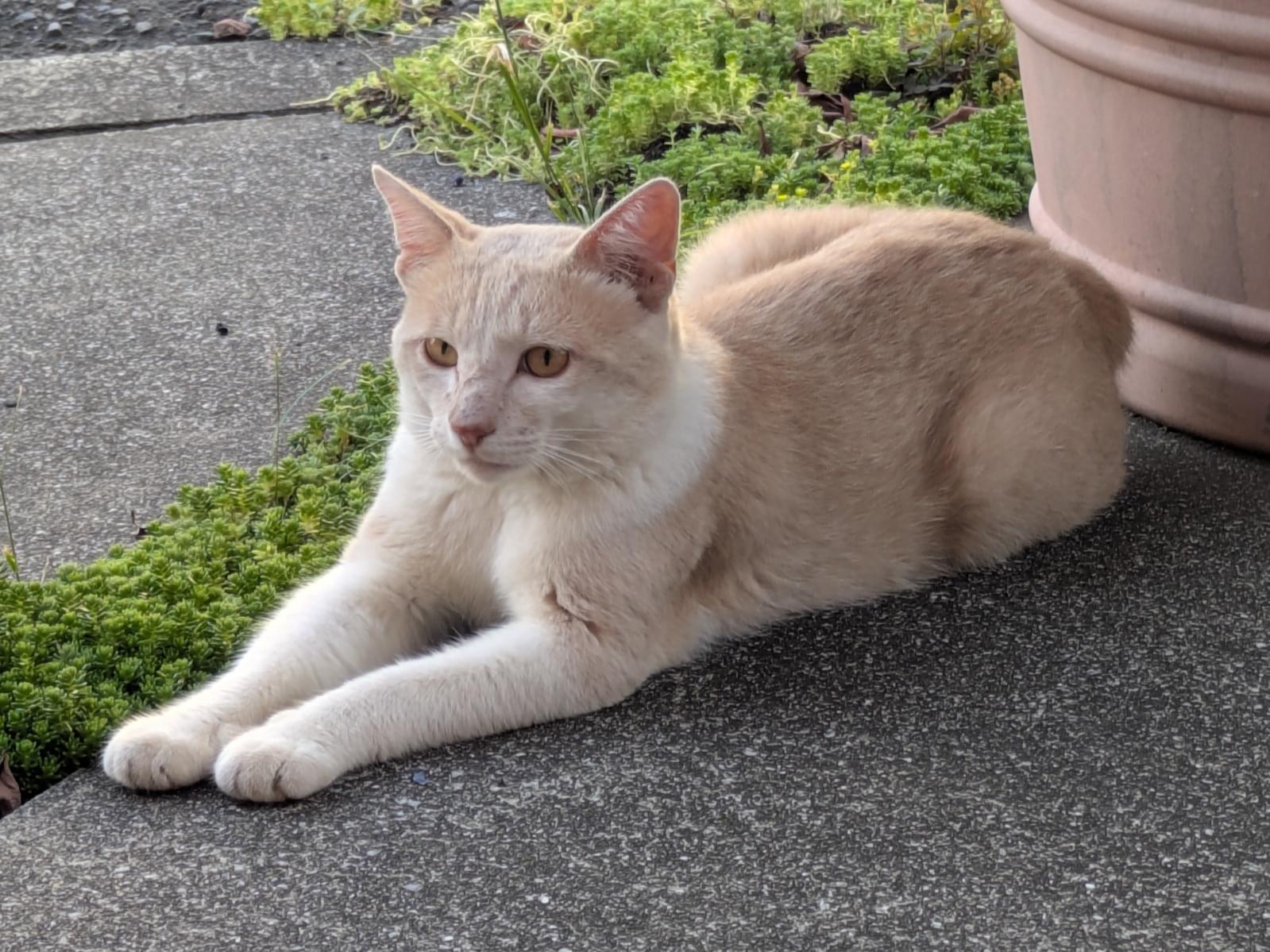 目撃された猫 目撃された猫