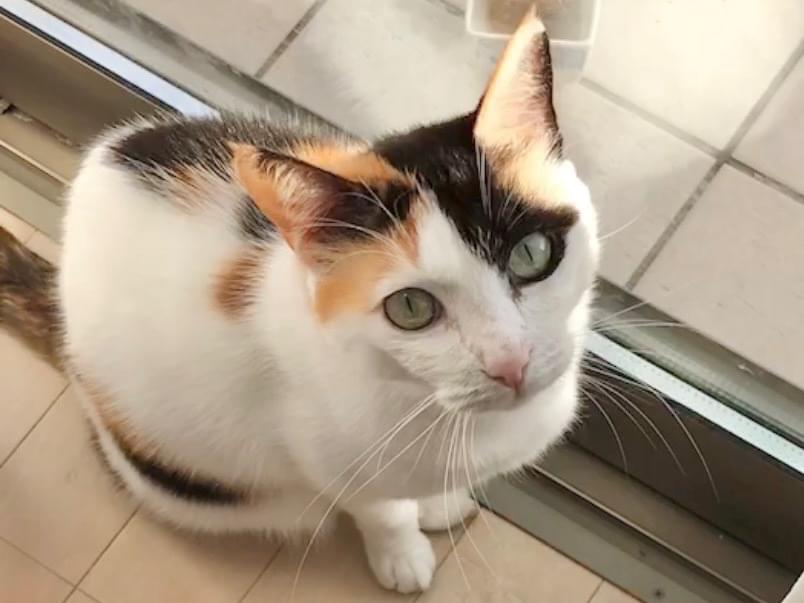 ネネちゃん ネネちゃん