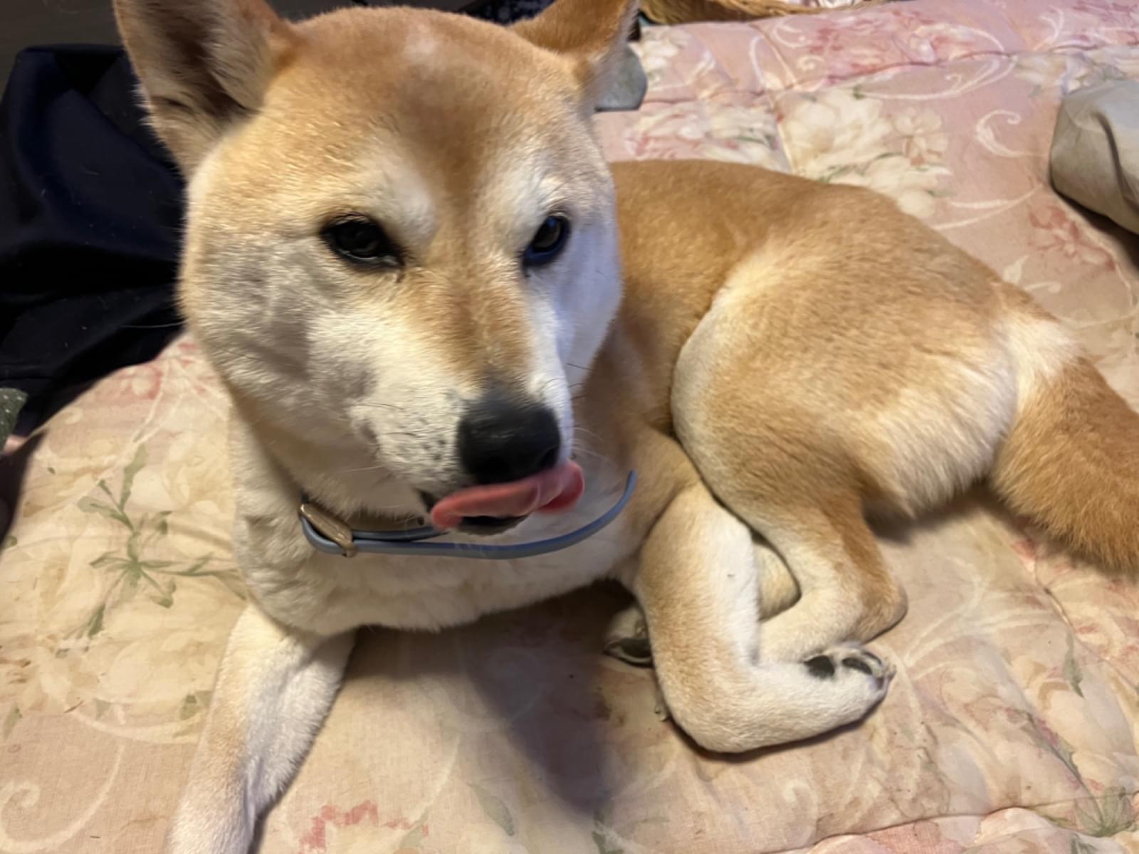 保護された犬