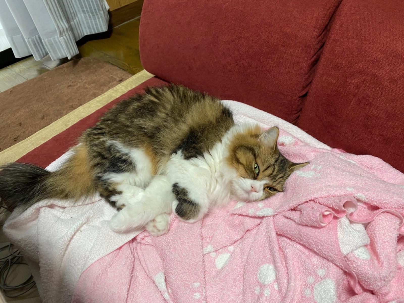 カステラちゃん カステラちゃん