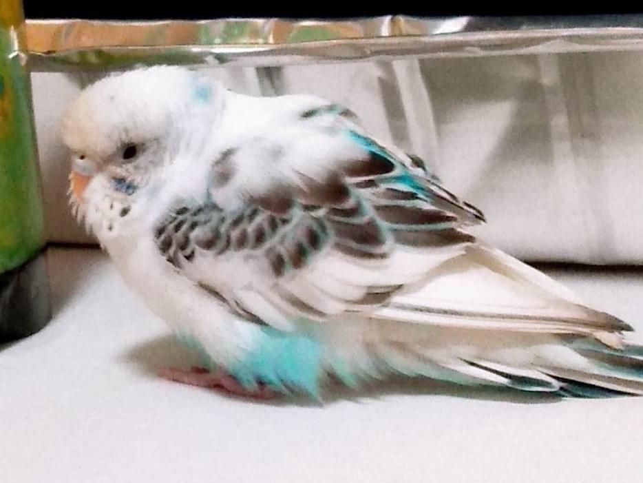 ソラちゃん ソラちゃん