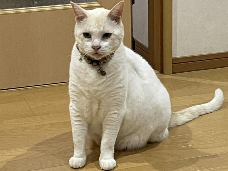 ギャオちゃん ギャオちゃん