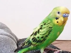 東京都世田谷区で緑色のセキセイインコを探しています