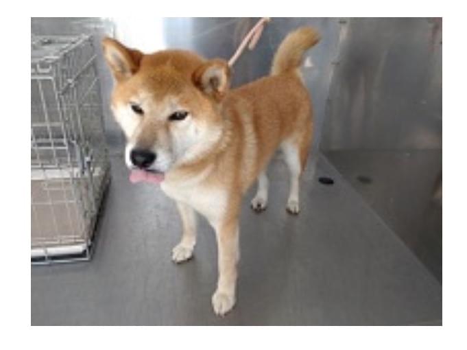保護された犬 保護された犬