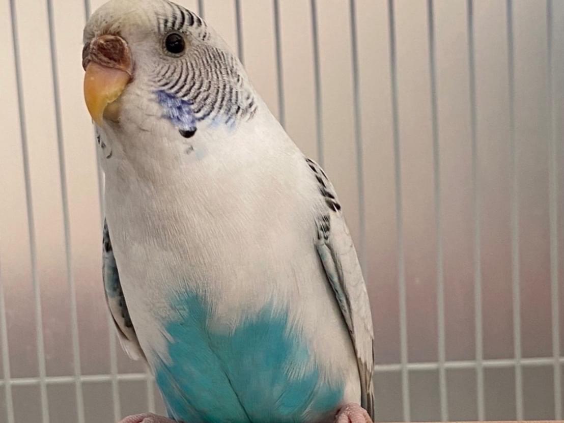 保護された鳥 保護された鳥