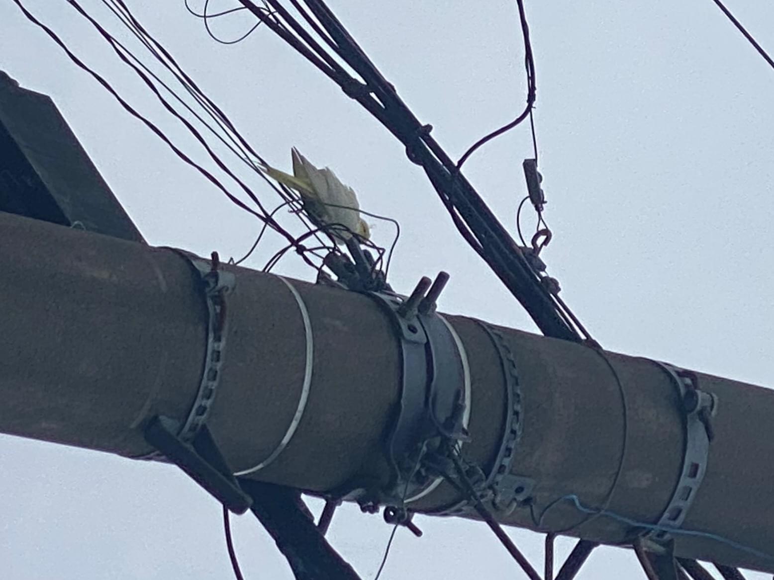 目撃された鳥 目撃された鳥